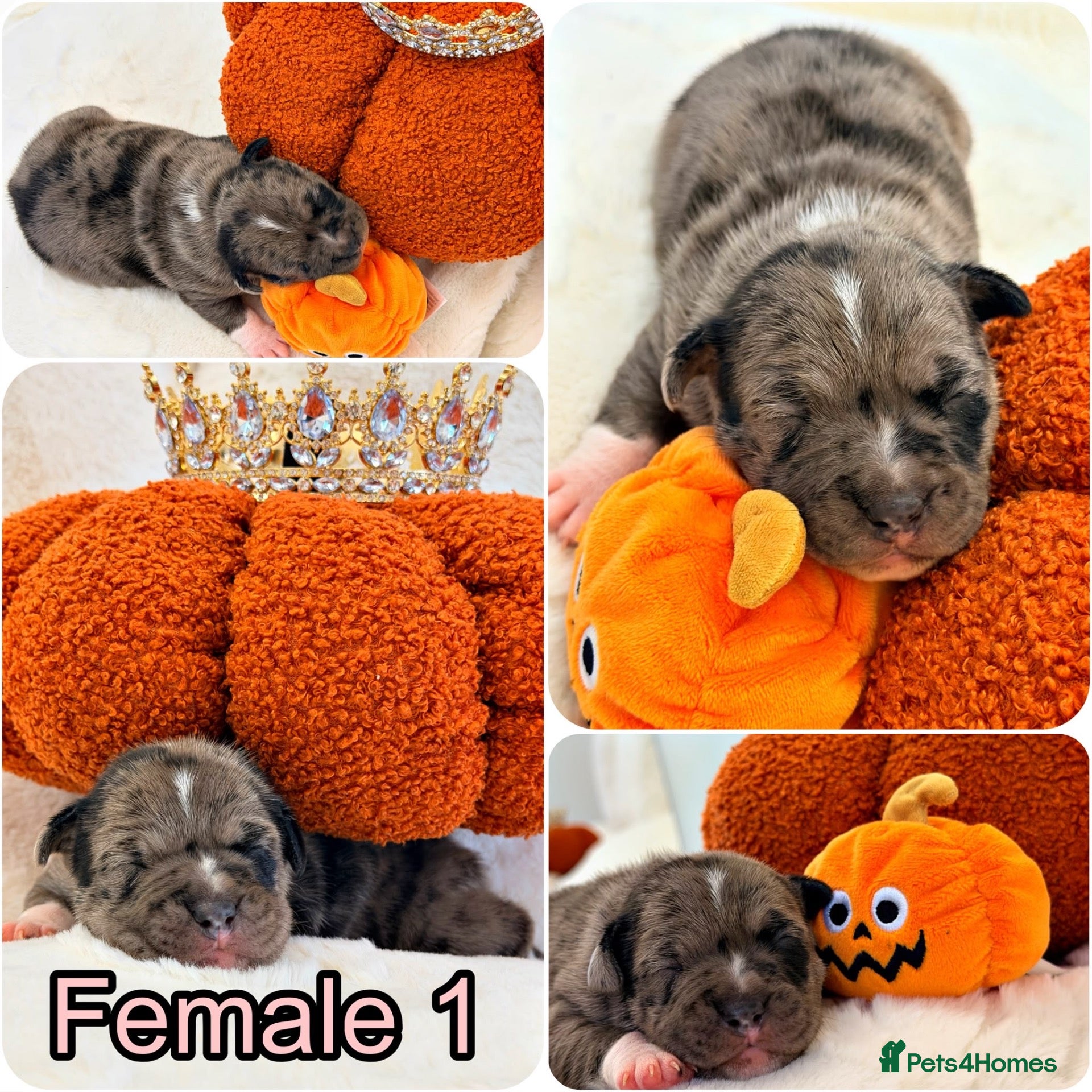 Staffordshire Bull Terrier dogs for sale: 🐾 STAFFORDSHIRE BULL TERRIER  🐾 - Advert 1