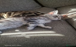 Maine Coon cats for sale: Pure Maine coon - Image 4