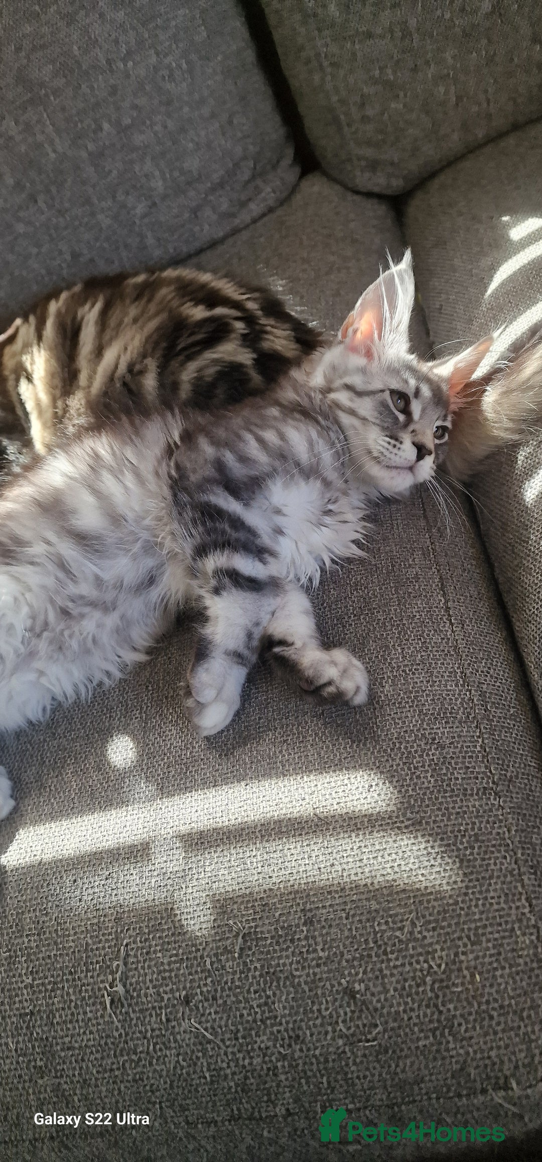 Maine Coon cats for sale: Pure Maine coon - Image 4