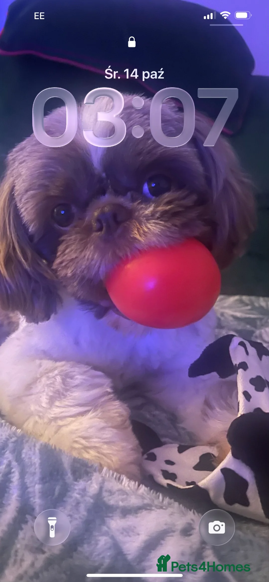 Shih Tzu dogs for stud: Choco for stud - Advert 4