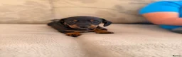 Jackshund dogs for sale: Jackshund puppy for sale  - Advert 8