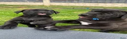 Presa Canario dogs for sale: STUNNING BLACK PRESA CANARIO PUPS  - Advert 5