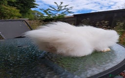 Lionhead rabbits for sale: Pure bred double maned lionhead girl - Image 5