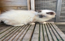 Ragdoll cats for sale: Absolute stunning gccf  blue mitted girl  - Image 2