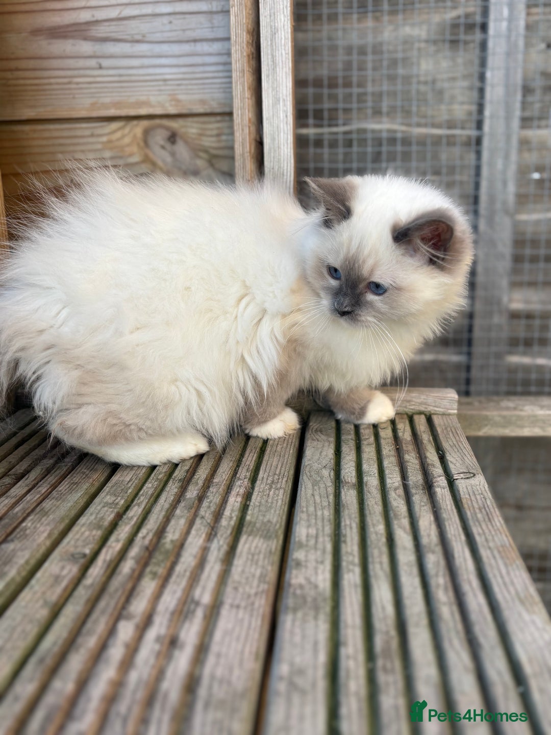 Ragdoll cats for sale: Absolute stunning gccf  blue mitted girl  - Image 2