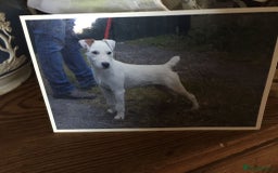 Mixed Breed dogs for sale:  Adorable Cairnoodle Cross Puppies, ready soon!  - Image 5