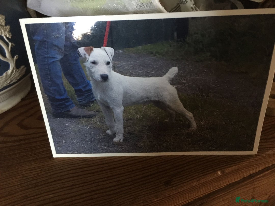 Mixed Breed dogs for sale:  Adorable Cairnoodle Cross Puppies, ready soon!  - Image 5