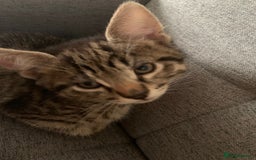 Mixed Breed cats for sale: Kitten - half Siberian READY NOW  - Image 3