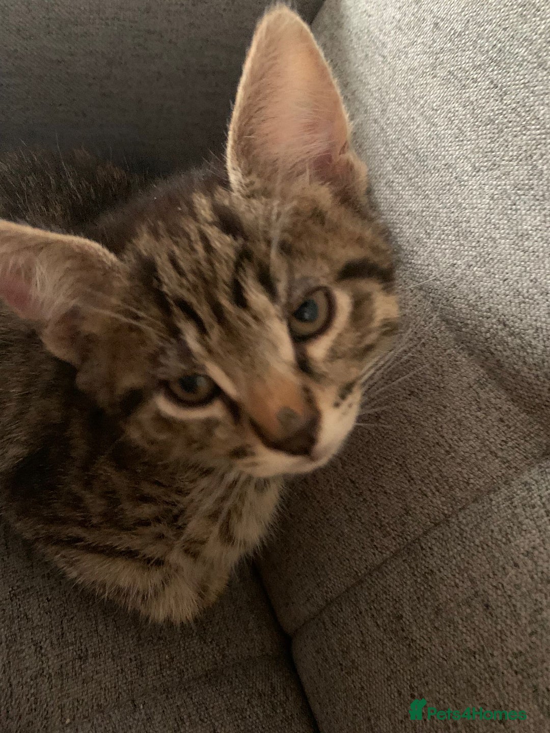 Mixed Breed cats for sale: Kitten - half Siberian READY NOW  - Image 3