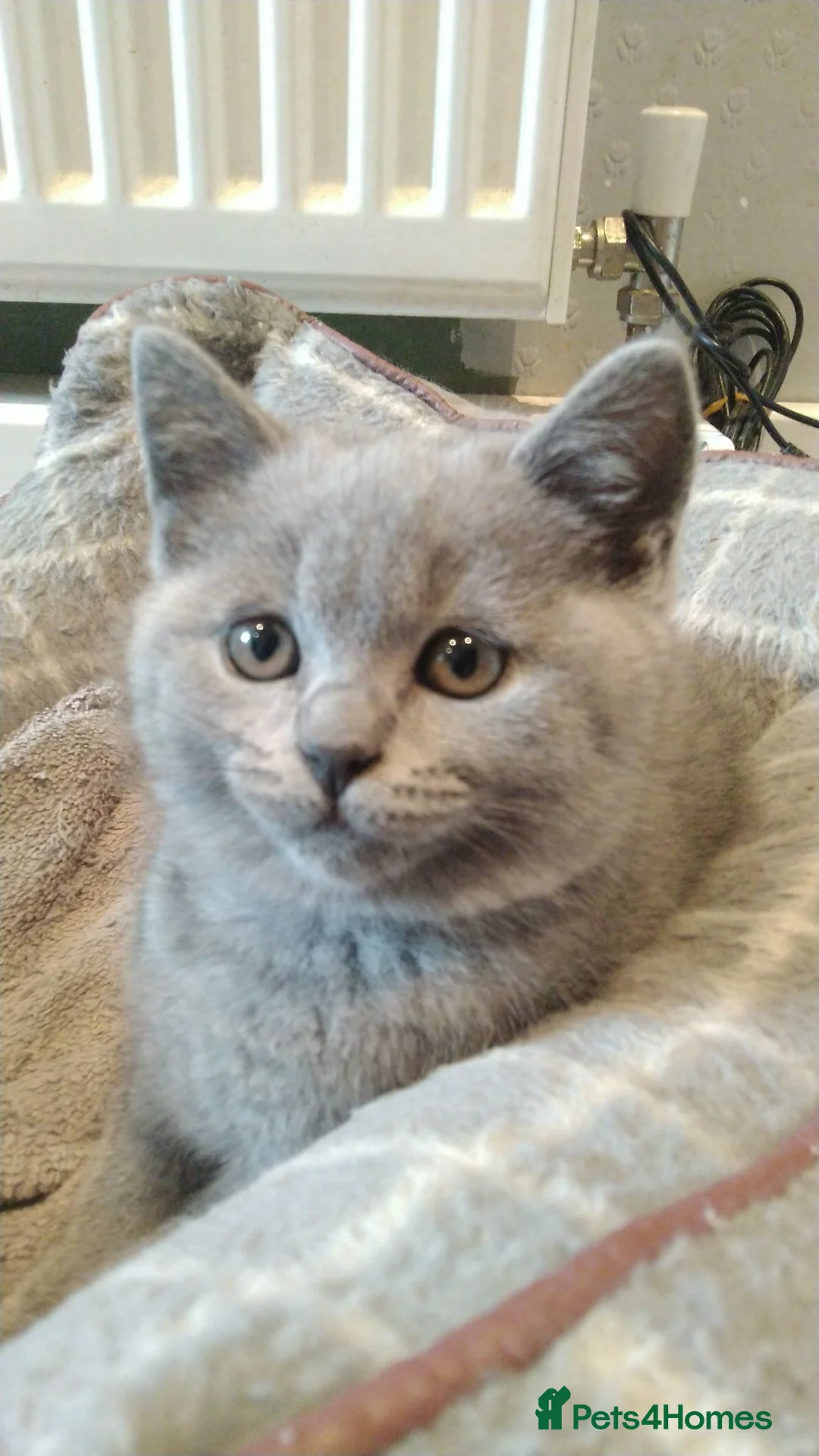 British Shorthair cats for sale: Blue British shorthairs kittens with GCCFpedigree - Advert 2