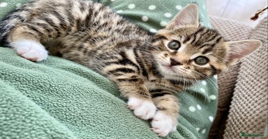 Mixed Breed cats - Advert 9