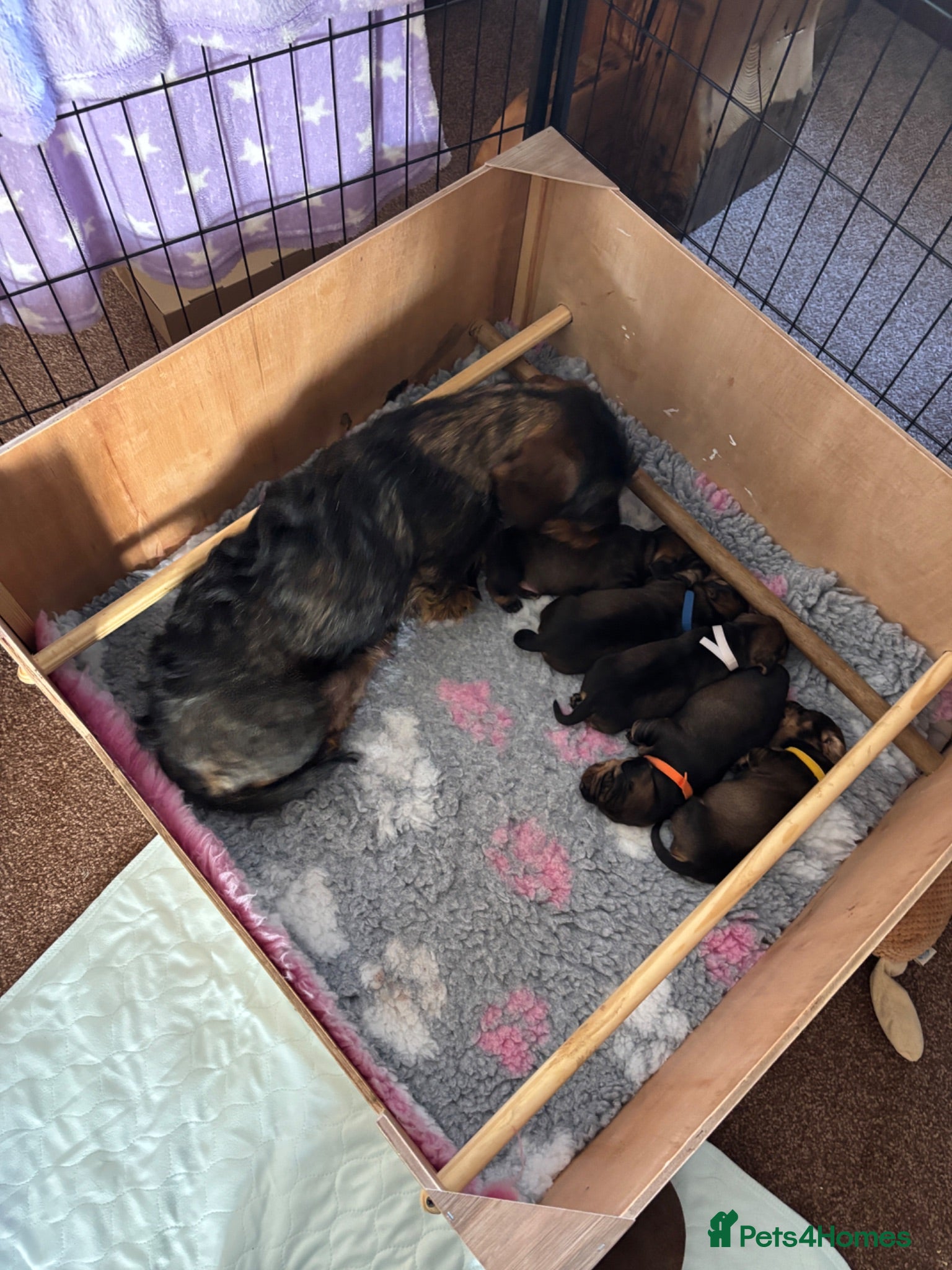 Dachshund dogs Wirehaired Dachshund standard KC registered - Advert 1