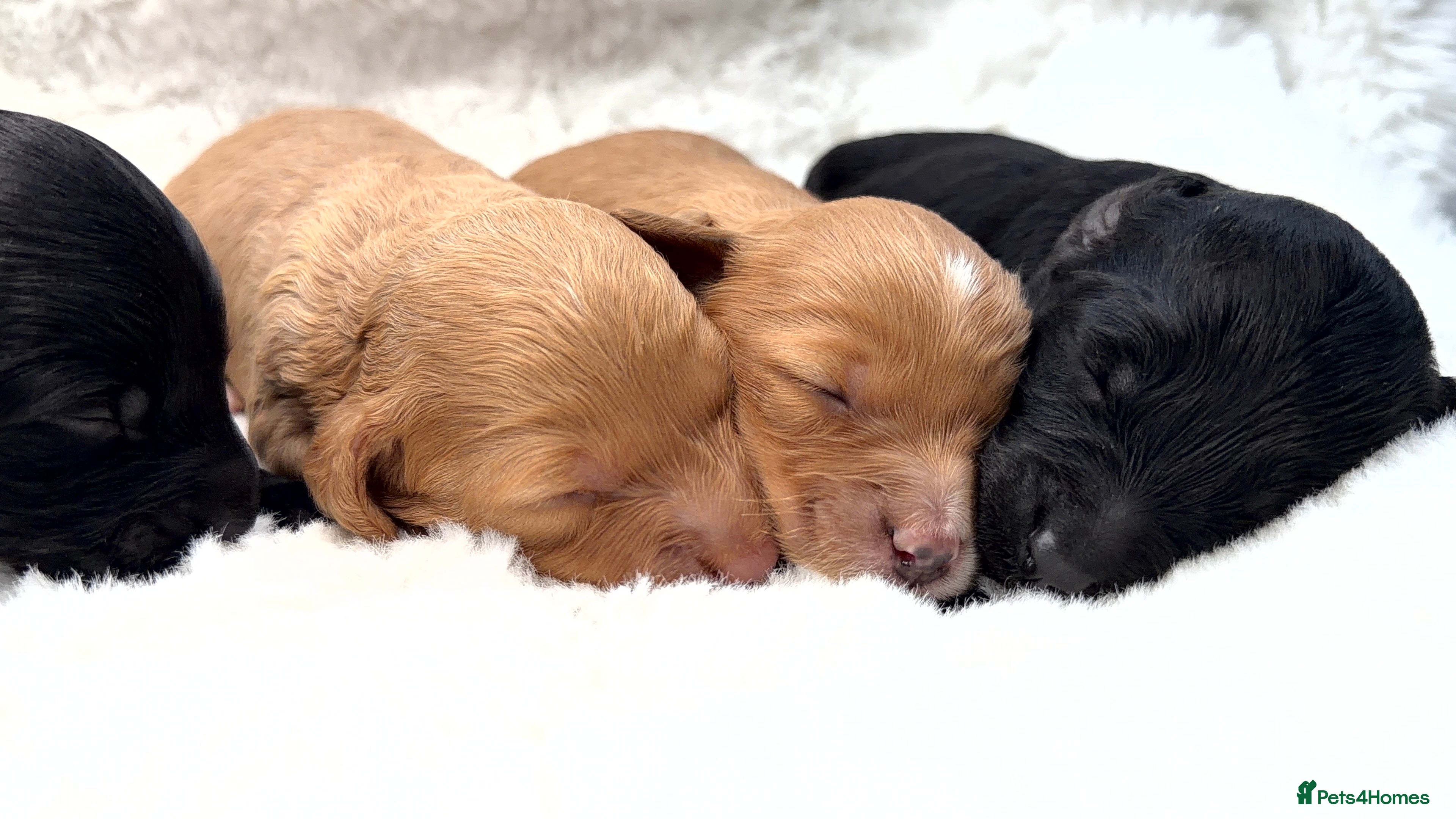 Cockapoo dogs Gorgeous F2 Cockapoo Puppies  - Advert 2