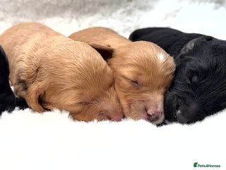 Cockapoo dogs Gorgeous F2 Cockapoo Puppies - Advert 5