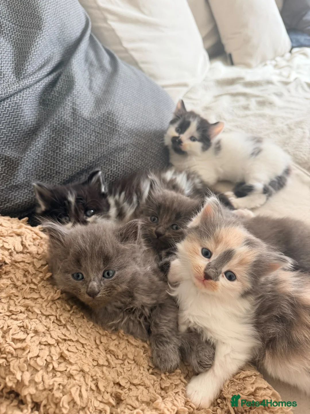 Mixed Breed cats for sale: Long haired kittens  - Advert 1