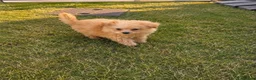 Pomeranian dogs for sale: Pomeranian puppy - Advert 3