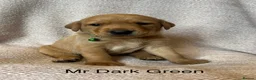 Labrador Retriever dogs for sale: STUNNING FAMILY KC RED & YELLOW LABRADORS  - Advert 31