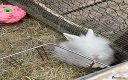 Lionhead rabbits for sale: 2 male left. 6 females  - Image 9