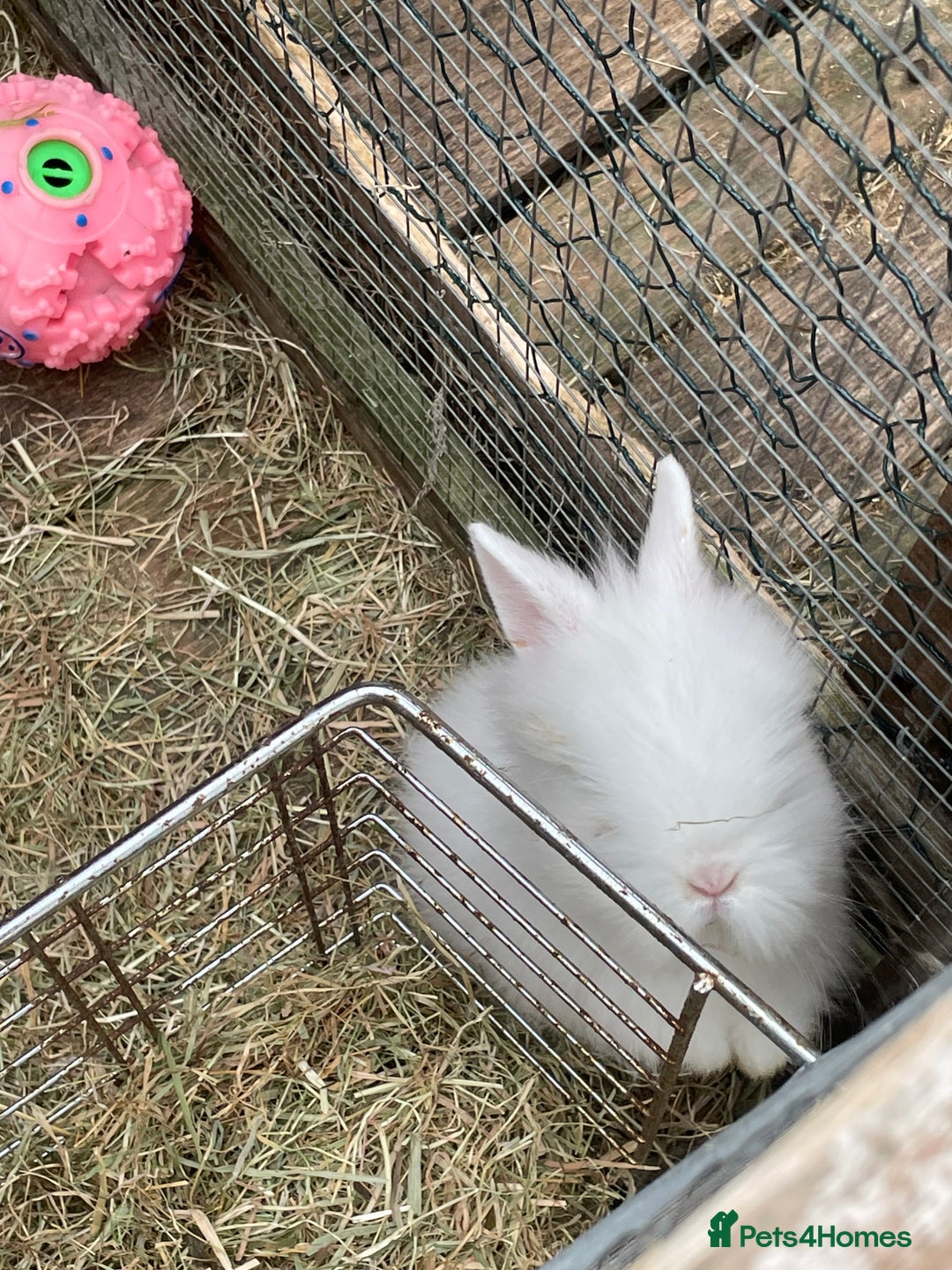 Lionhead rabbits for sale: 2 male left. 6 females  - Image 9
