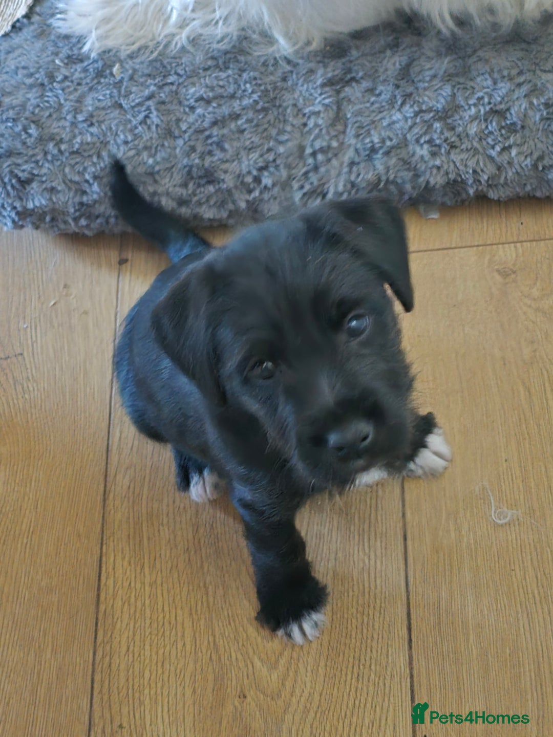 Mixed Breed dogs for sale: playfull puppies - Advert 4