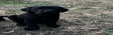 Labrador Retriever 3