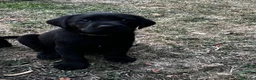 Labrador Retriever dogs for sale: Beautiful natured working Labradors  - Advert 20