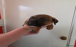 Mixed Breed dogs for sale: Mixded  - Image 7