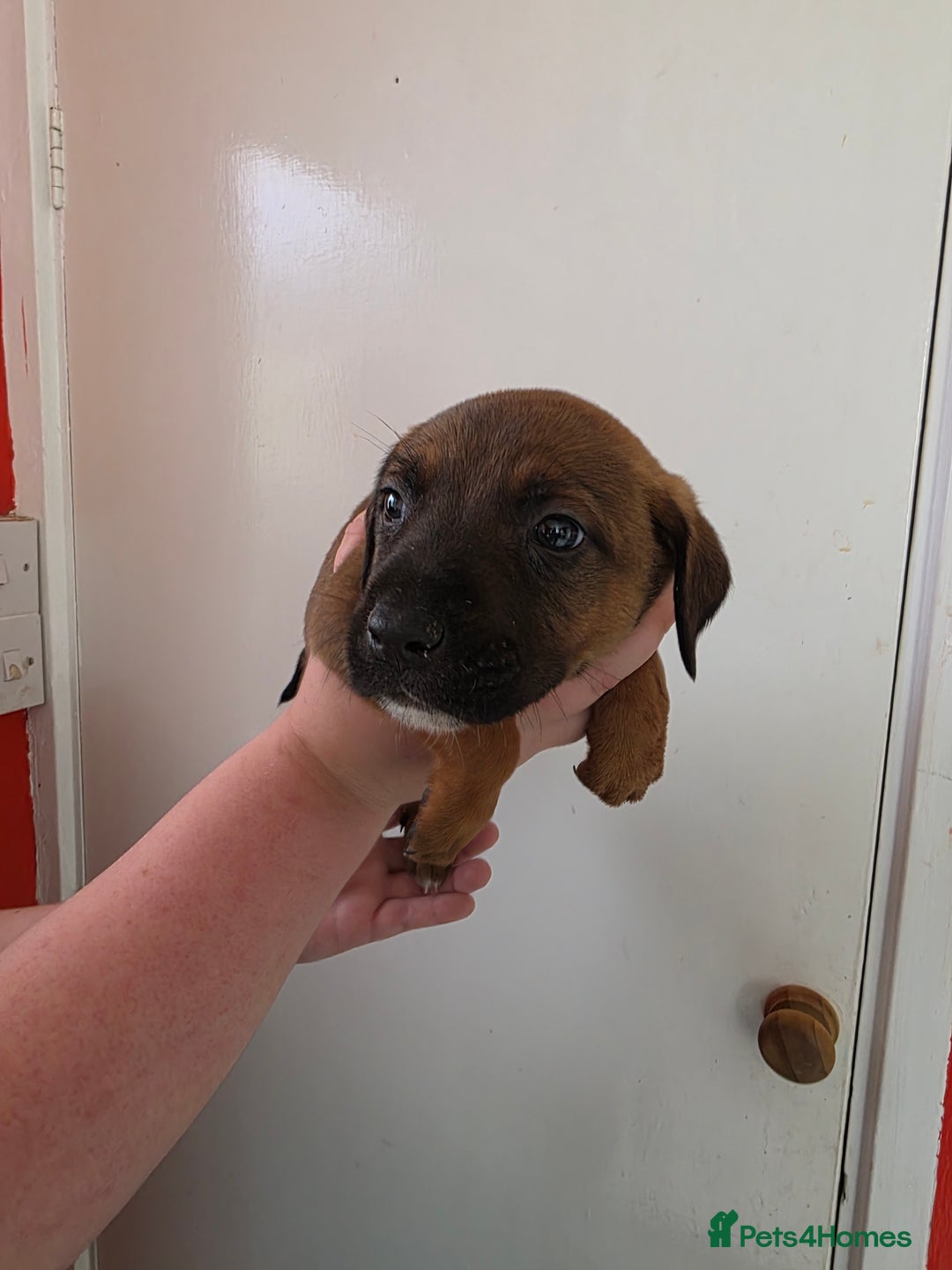 Mixed Breed dogs for sale: Mixded  - Image 7