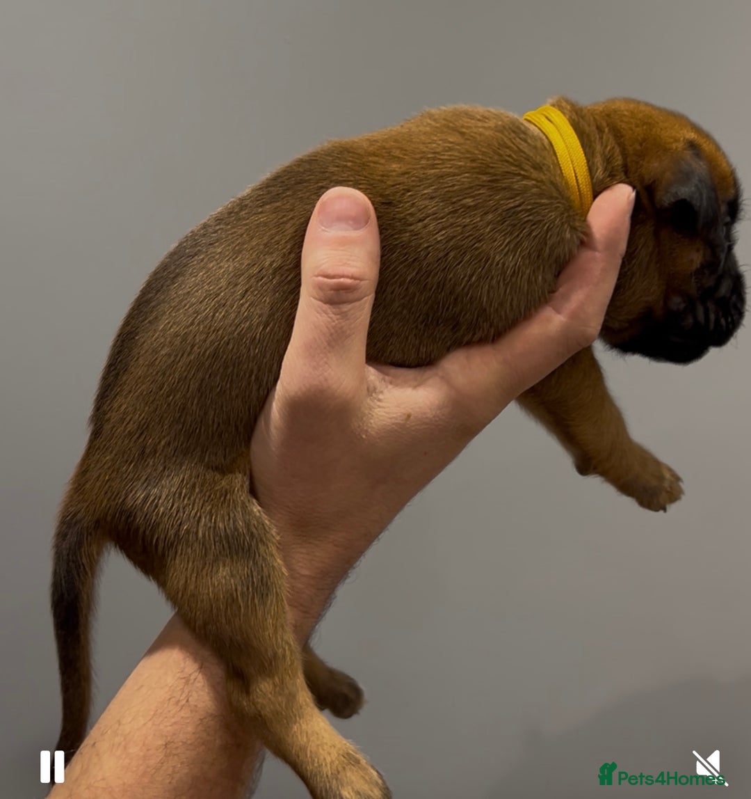 Boxer dogs for sale: 9 Beautiful Boxer Puppies - Pet Only  - Advert 13