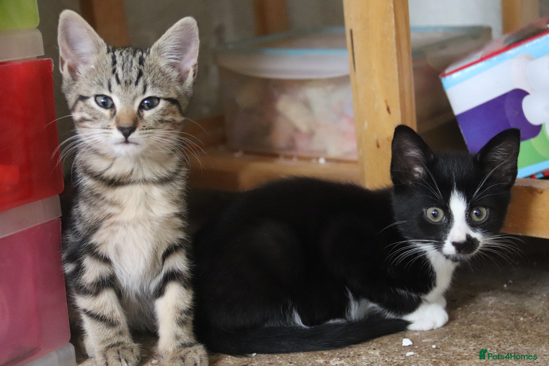 Mixed Breed cats 2 Stunning, part Siamese female kittens ready now  - Advert 1
