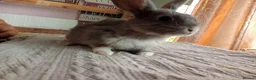 Mixed Breed rabbits for sale: RARE COLOURS - Beautiful baby rabbits  in Eastbourne - Advert 10