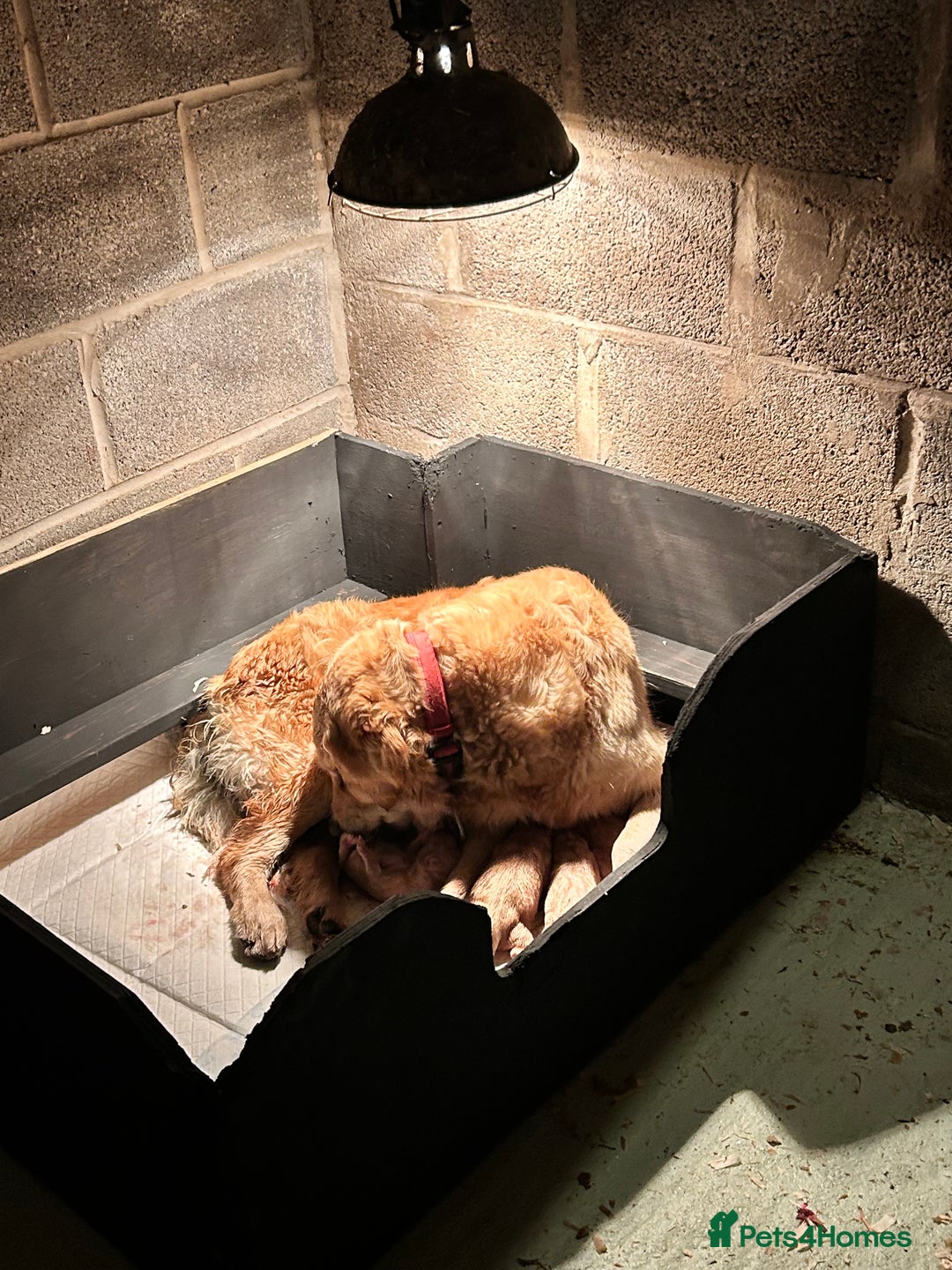 Golden Retriever dogs for sale: Mr orange golden retriever puppy  - Advert 2