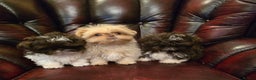 Shih Tzu dogs for sale: Stunning shih tzu - Advert 23
