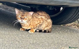Bengal cats for sale: Bengal Kittnes  - Image 5