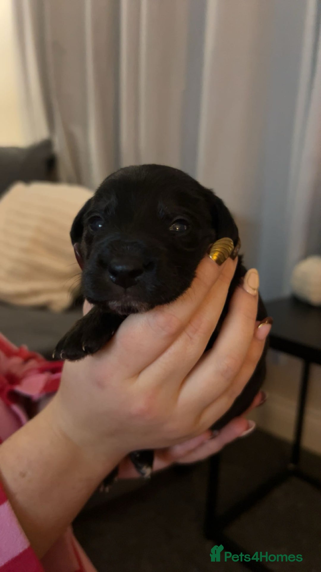 Mixed Breed dogs for sale: Gorgeous jackapoo puppies boy and girl  - Image 4