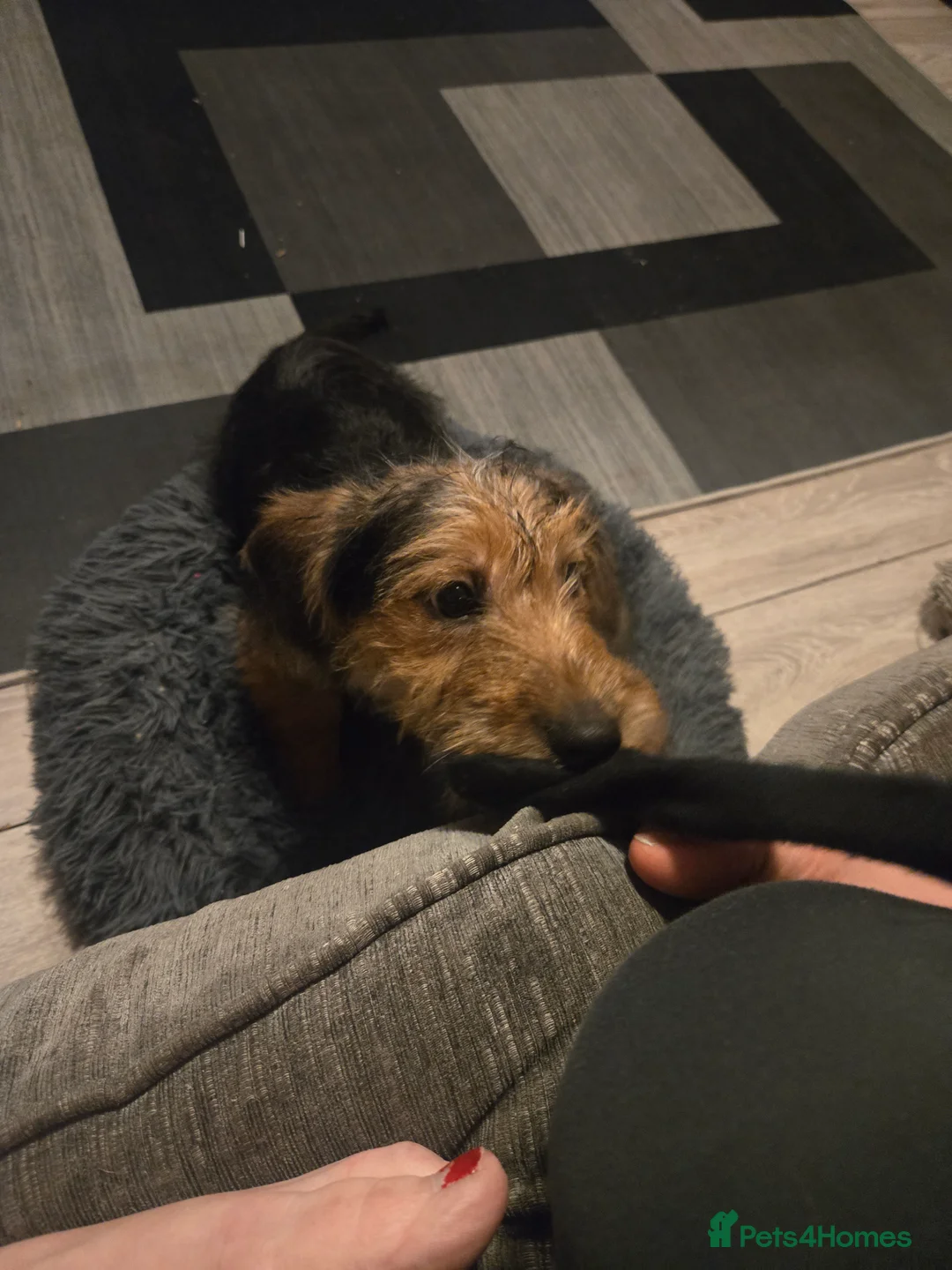 Jackapoo dogs for sale: Beautiful Jackapoo 4 month old male - Advert 3