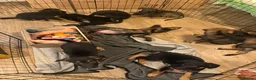 Mixed Breed dogs for sale: Puppies German Shepherd x Saluko x Dutch Harder - Advert 22