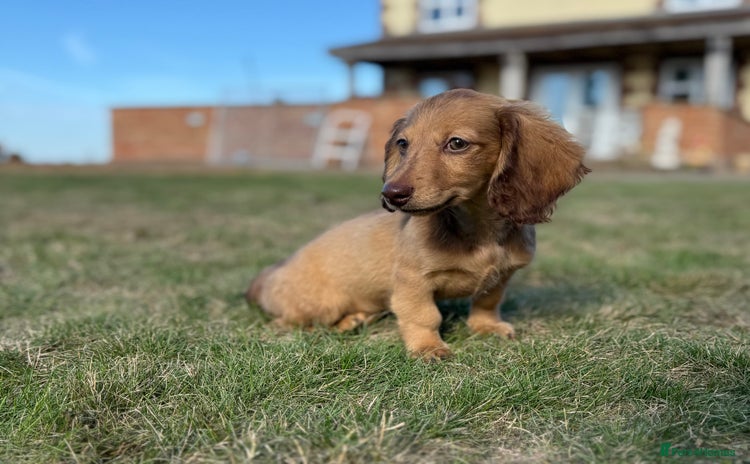 Miniature Dachshund dogs - Advert 8