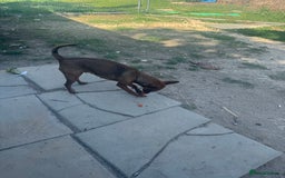Miniature Pinscher dogs for sale: Pincher female  - Image 5