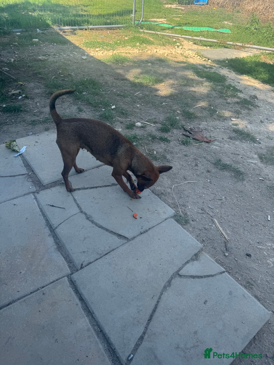 Miniature Pinscher dogs for sale: Pincher female  - Image 5