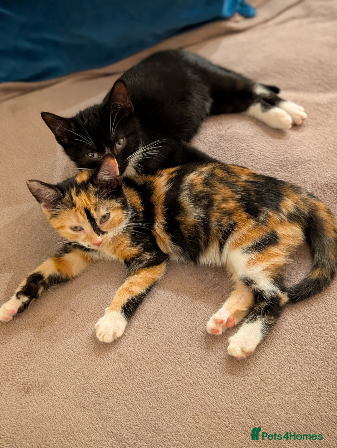 Mixed Breed cats for sale: Calico and Black& white kittens 1x female 1x male  - Advert 14