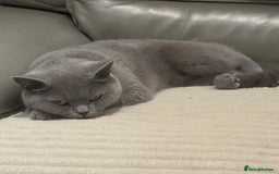 British Shorthair cats for sale: British shorthair Female  - Image 4