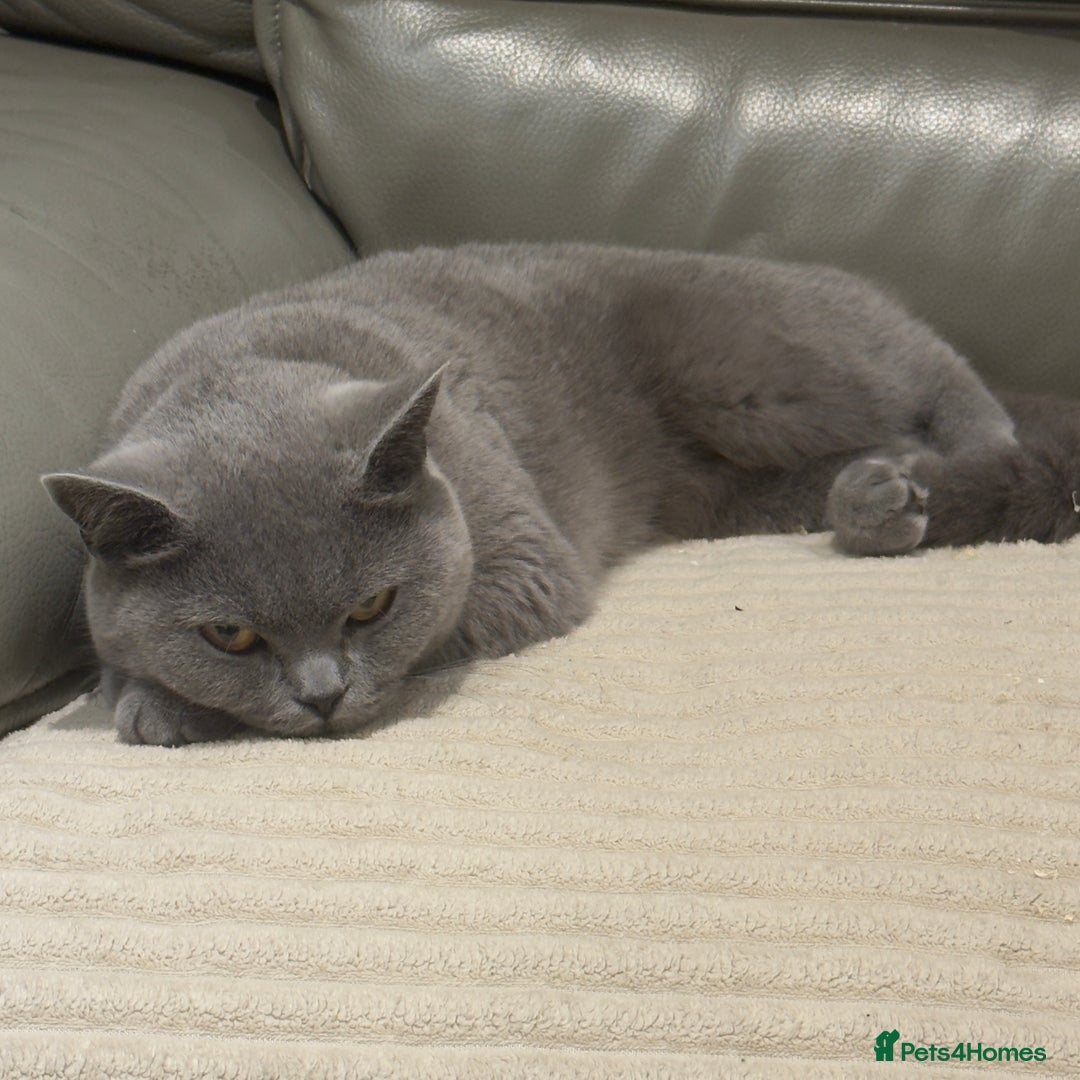 British Shorthair cats for sale: British shorthair Female  - Image 4