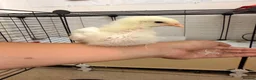 Chickens poultry for sale: 🐣 [Show-Quality & Healthy Chicks for Sale]  - Advert 13