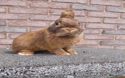 Netherland Dwarf rabbits for sale: Netherland Dwarf babies and adults - Image 7