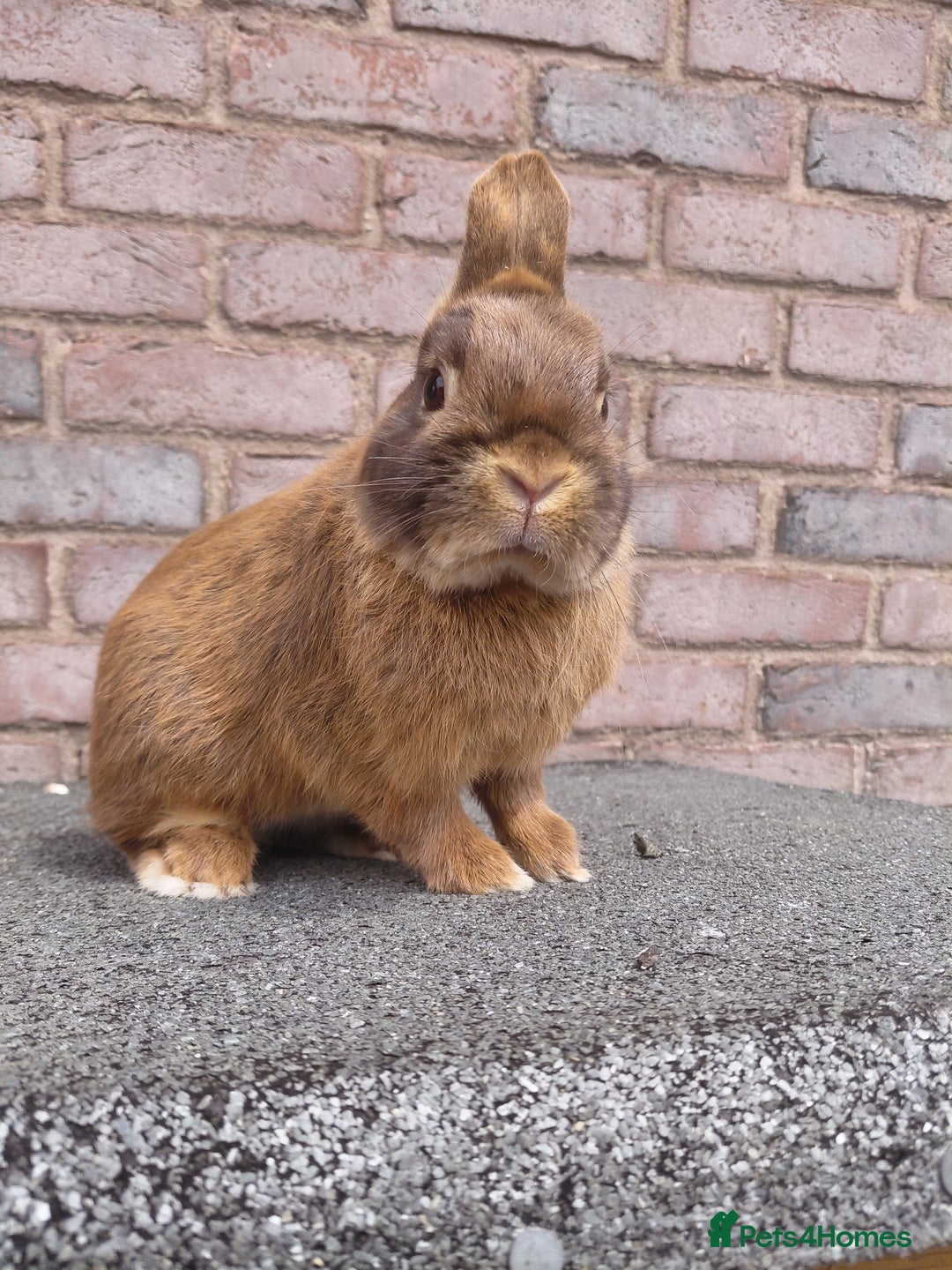 Netherland Dwarf rabbits for sale: Netherland Dwarf babies and adults - Image 7