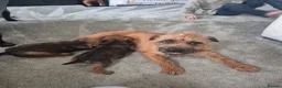 Border Terrier dogs for sale: Border terrier puppies  - Advert 2