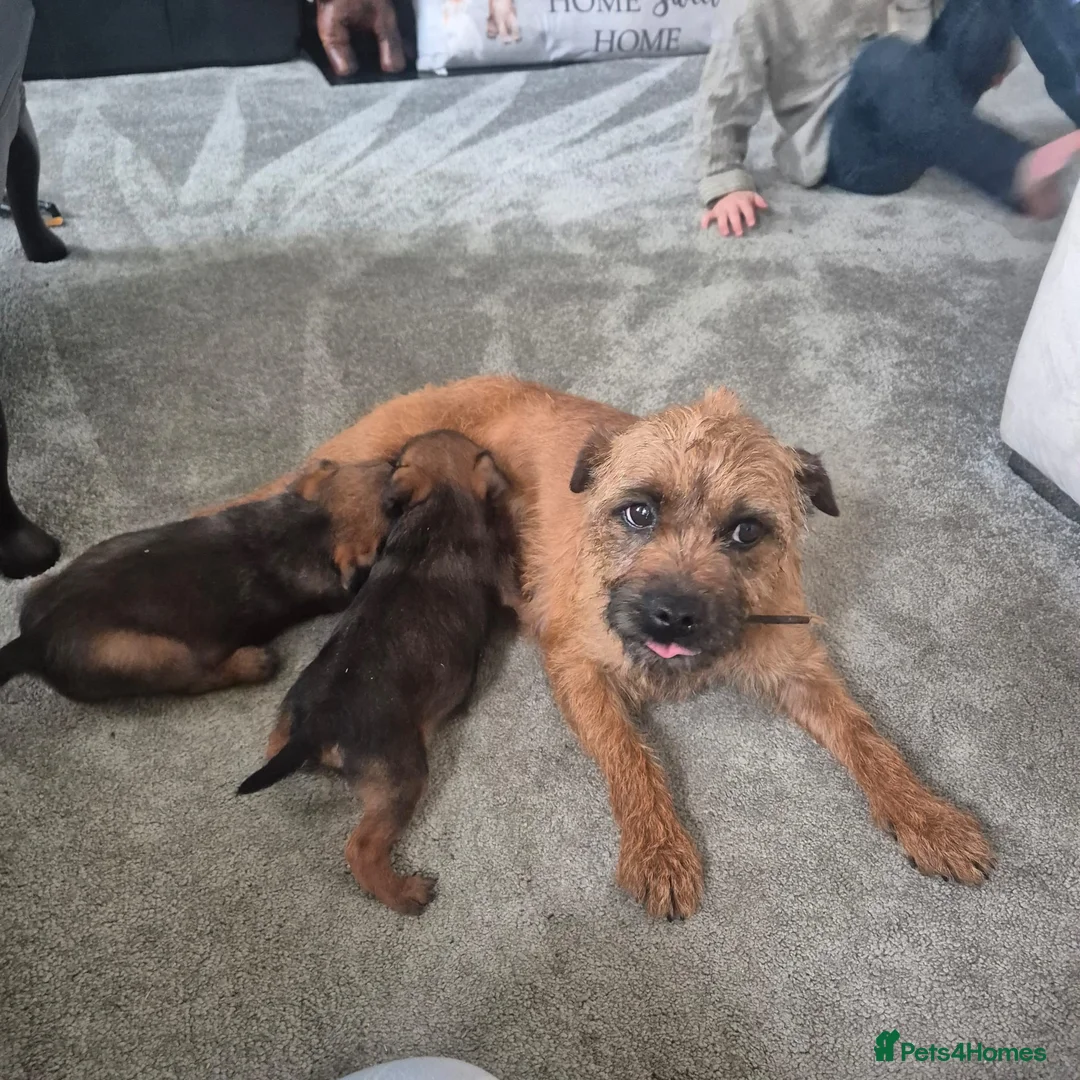 Border Terrier dogs for sale: Border terrier puppies  - Advert 2