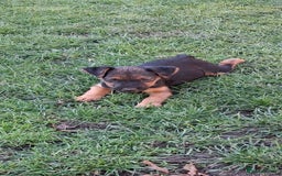 Lakeland Terrier dogs for sale: Lakeland terrier girls - Image 4