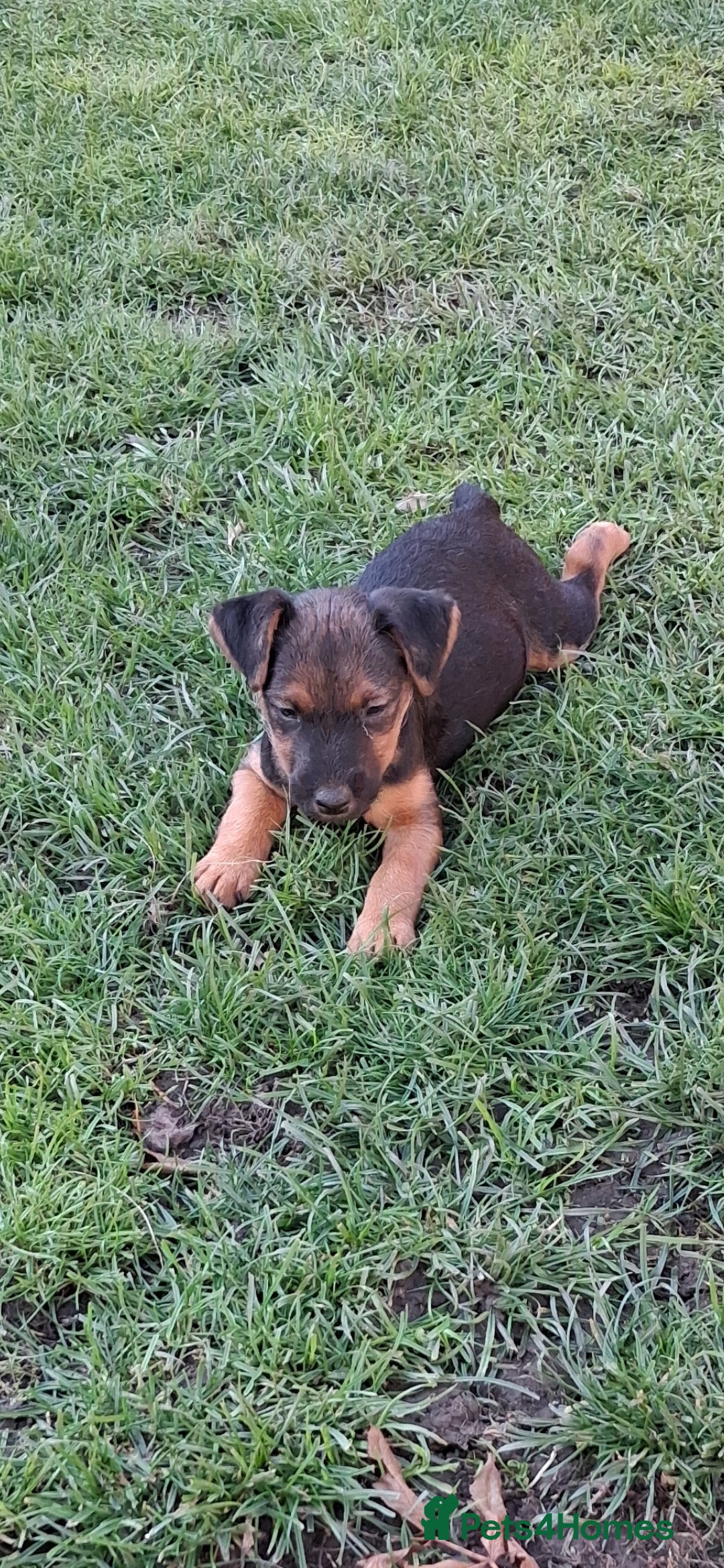 Lakeland Terrier dogs for sale: Lakeland terrier girls - Image 4